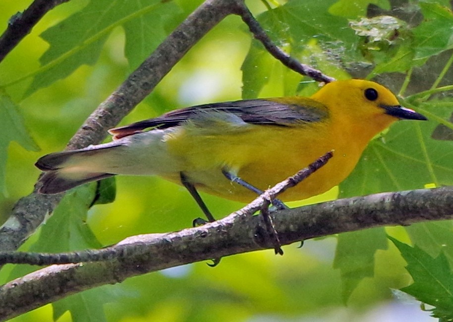 Prothonotary Warbler - ML620873074