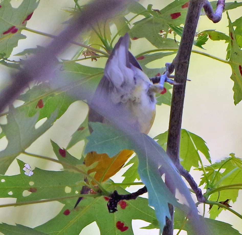 Prothonotary Warbler - ML620873075