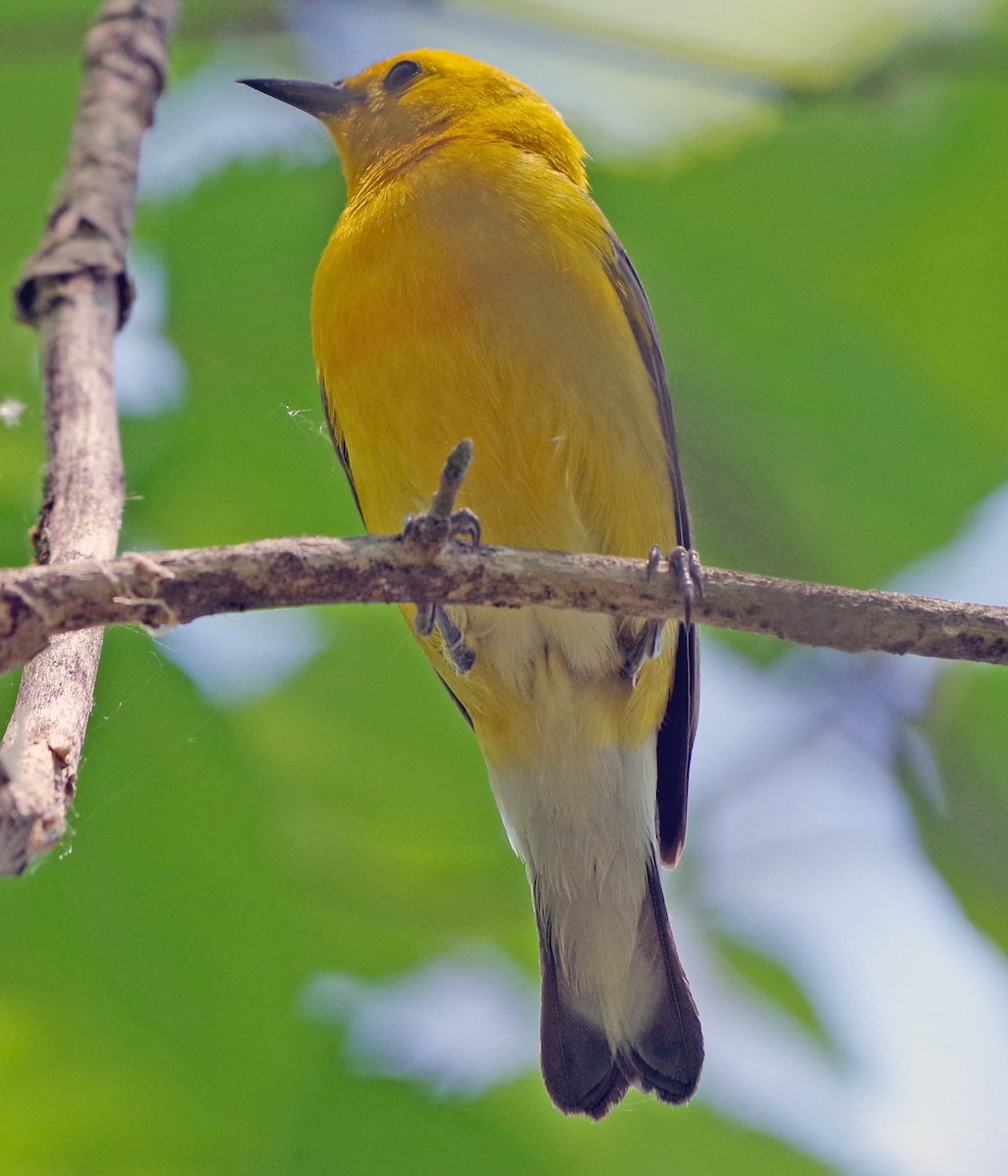 Prothonotary Warbler - ML620873076