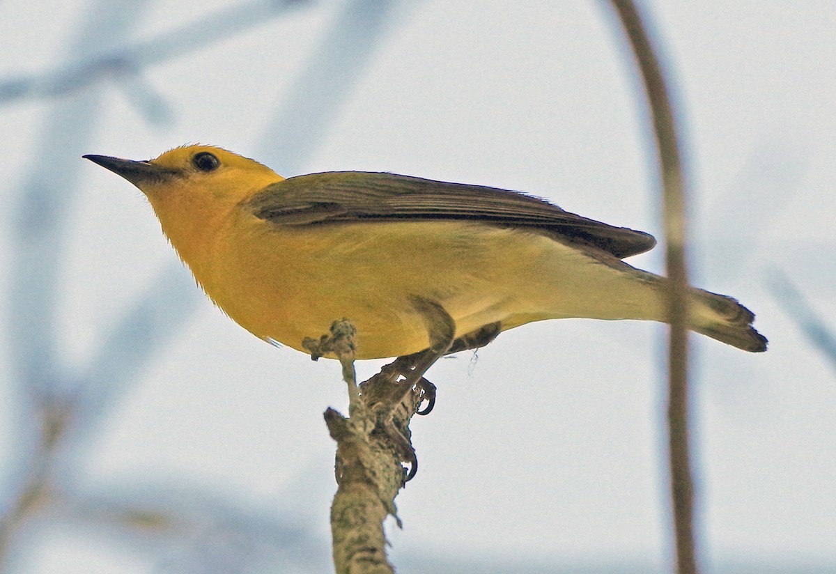 Prothonotary Warbler - ML620873077