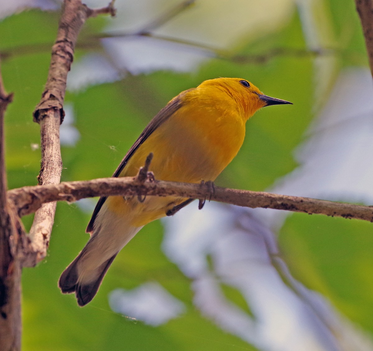 Prothonotary Warbler - ML620873078