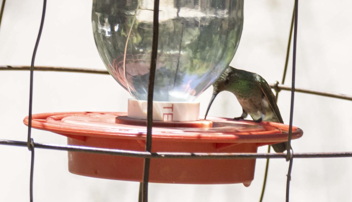 Berylline Hummingbird - ML620873088