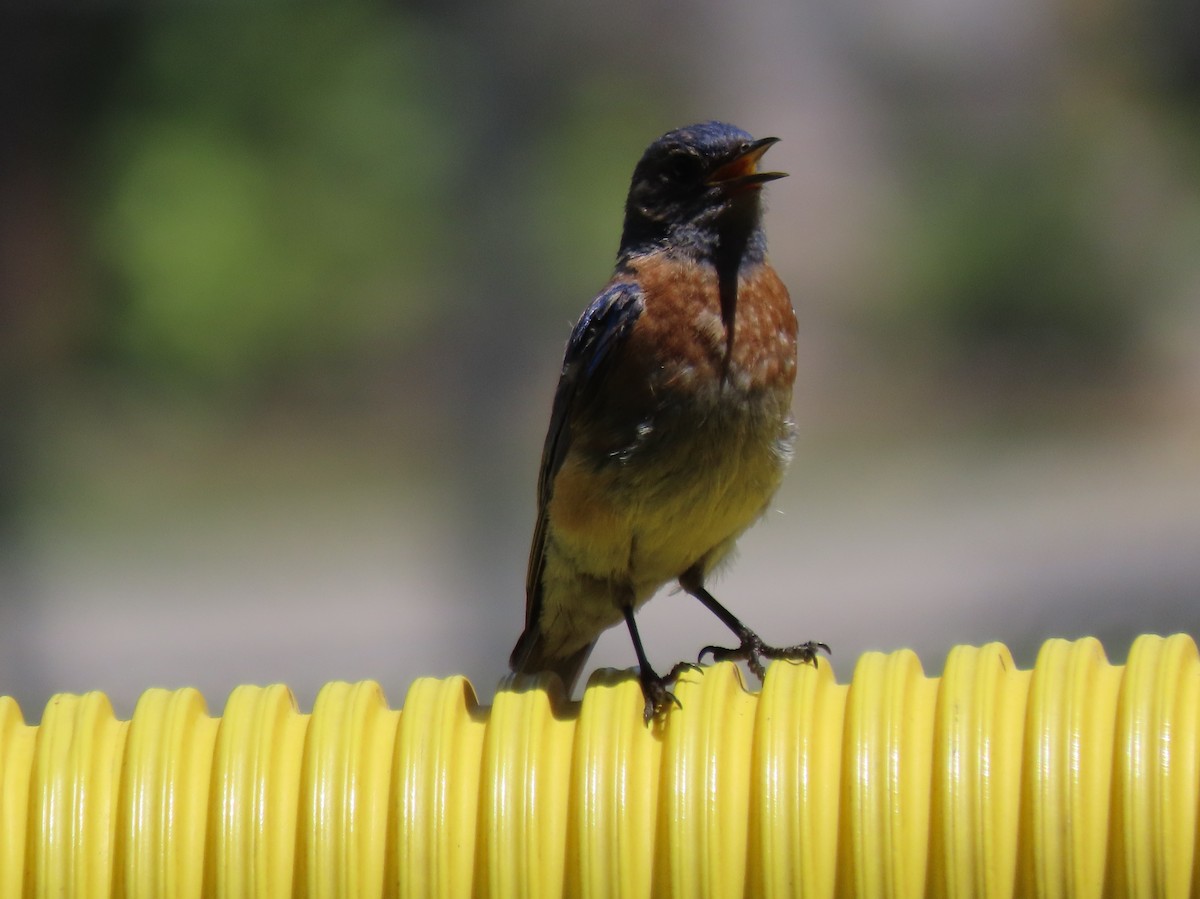 Western Bluebird - ML620873109