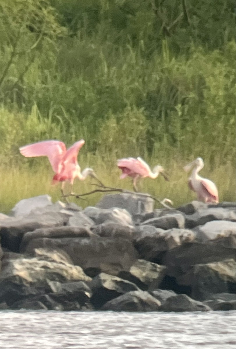 Roseate Spoonbill - ML620873111