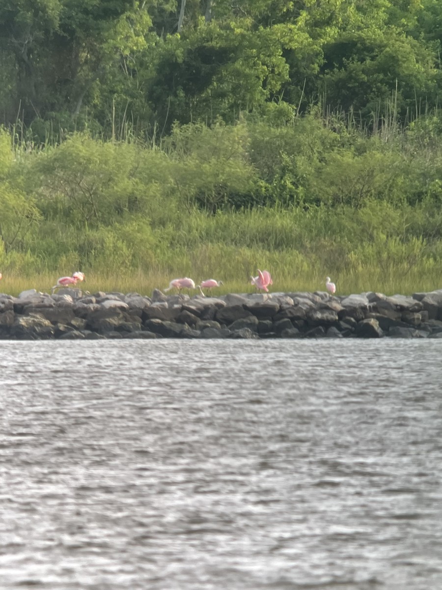 Roseate Spoonbill - ML620873112