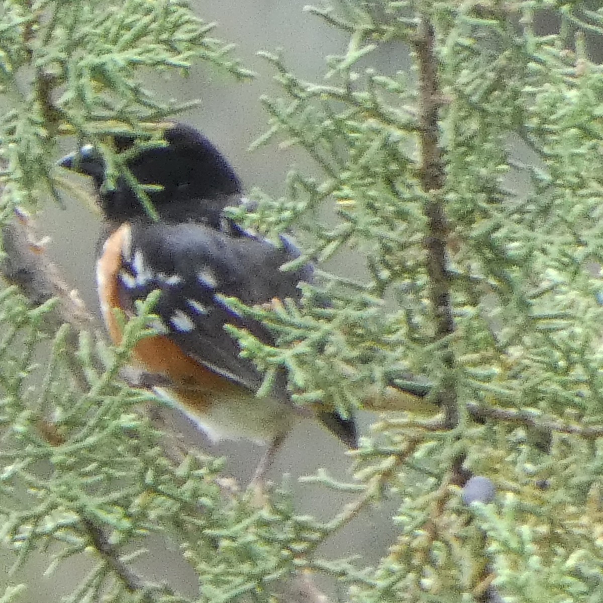 Spotted Towhee - ML620873113