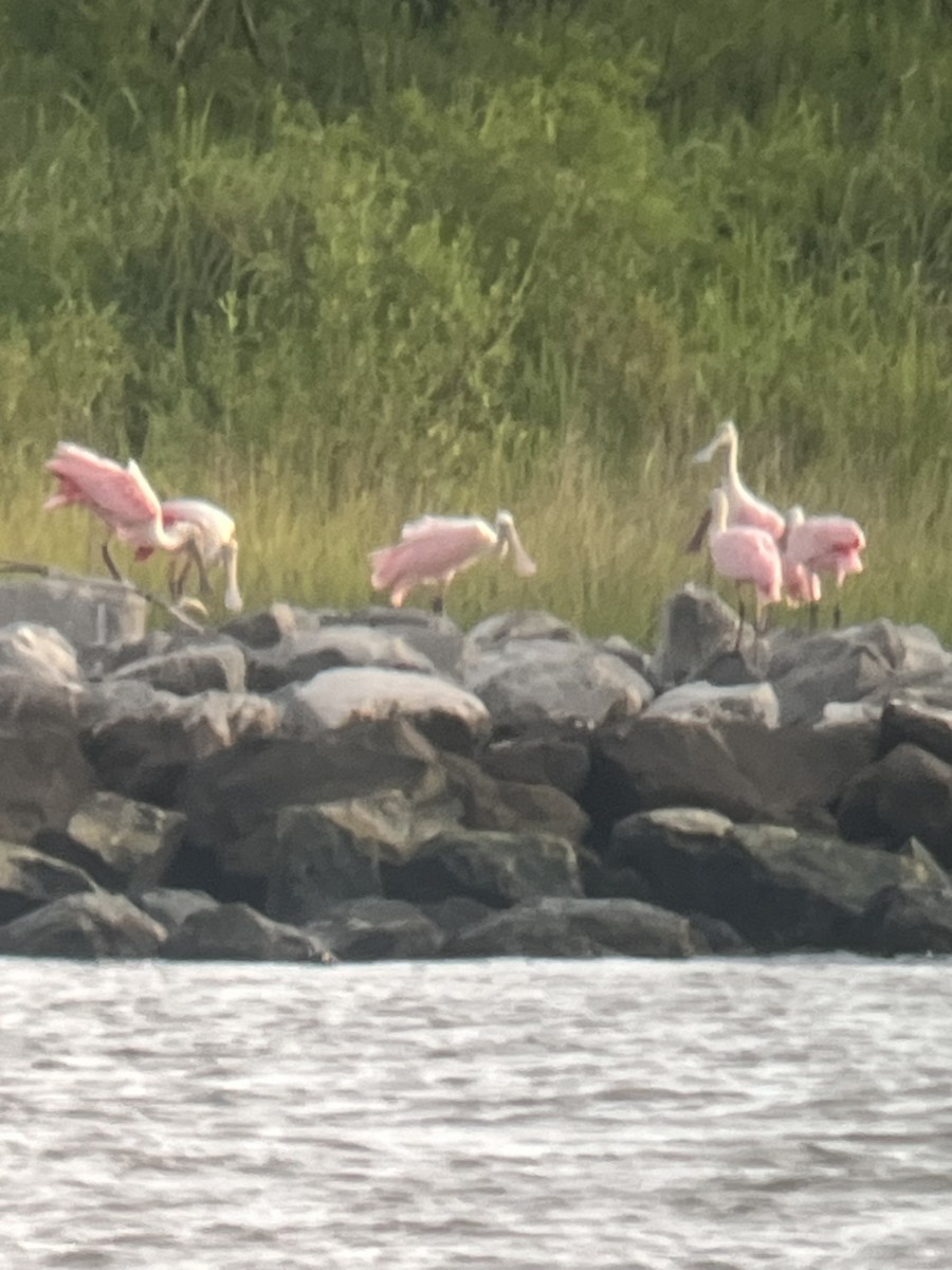 Roseate Spoonbill - Lucy Jacobson
