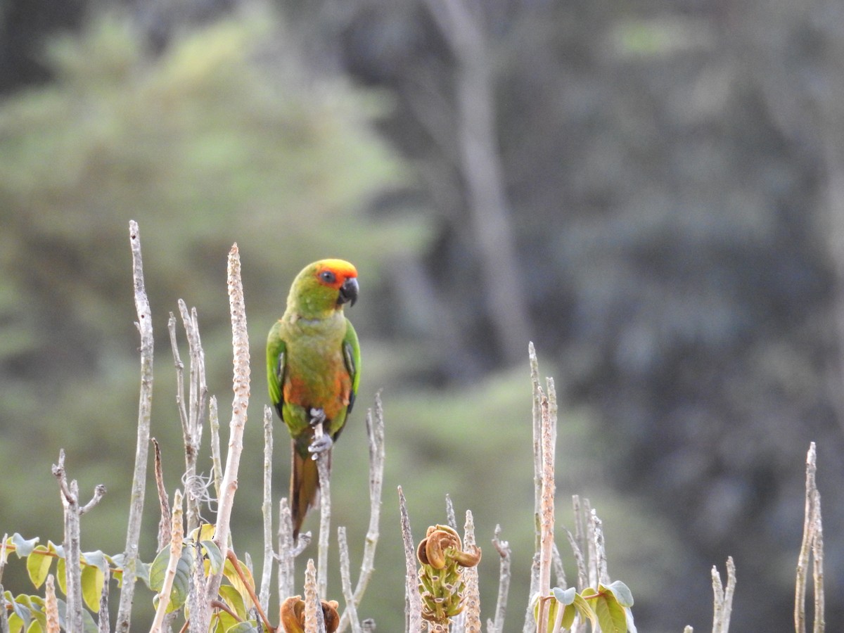 Golden-capped Parakeet - ML620873125