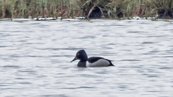 Ring-necked Duck - ML620873135