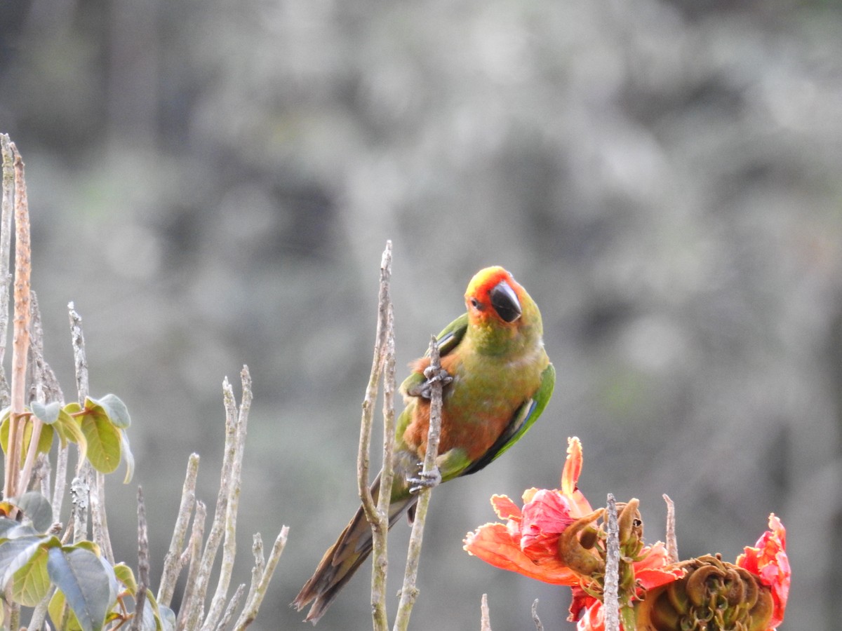 Golden-capped Parakeet - ML620873142