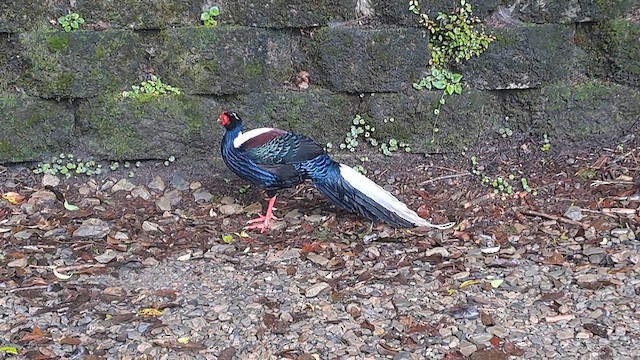 Swinhoe's Pheasant - ML620873151