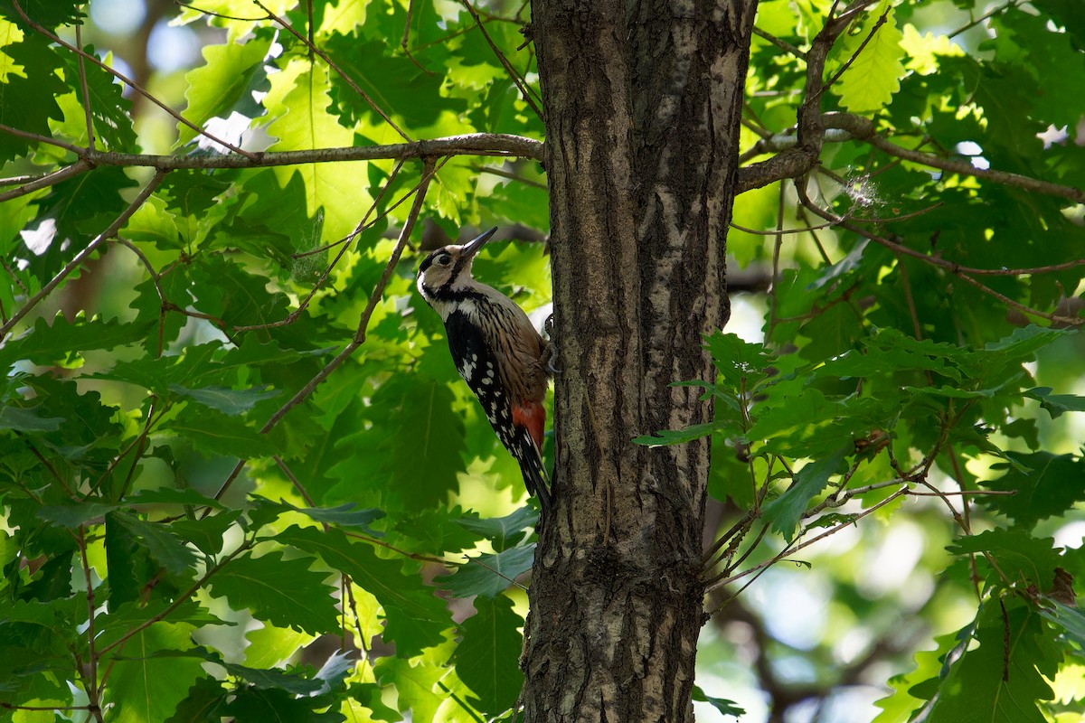 White-backed Woodpecker - ML620873165