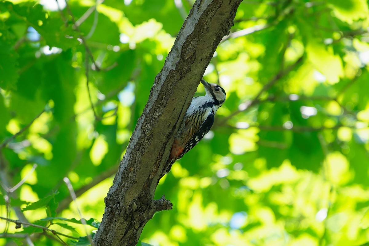 White-backed Woodpecker - ML620873166