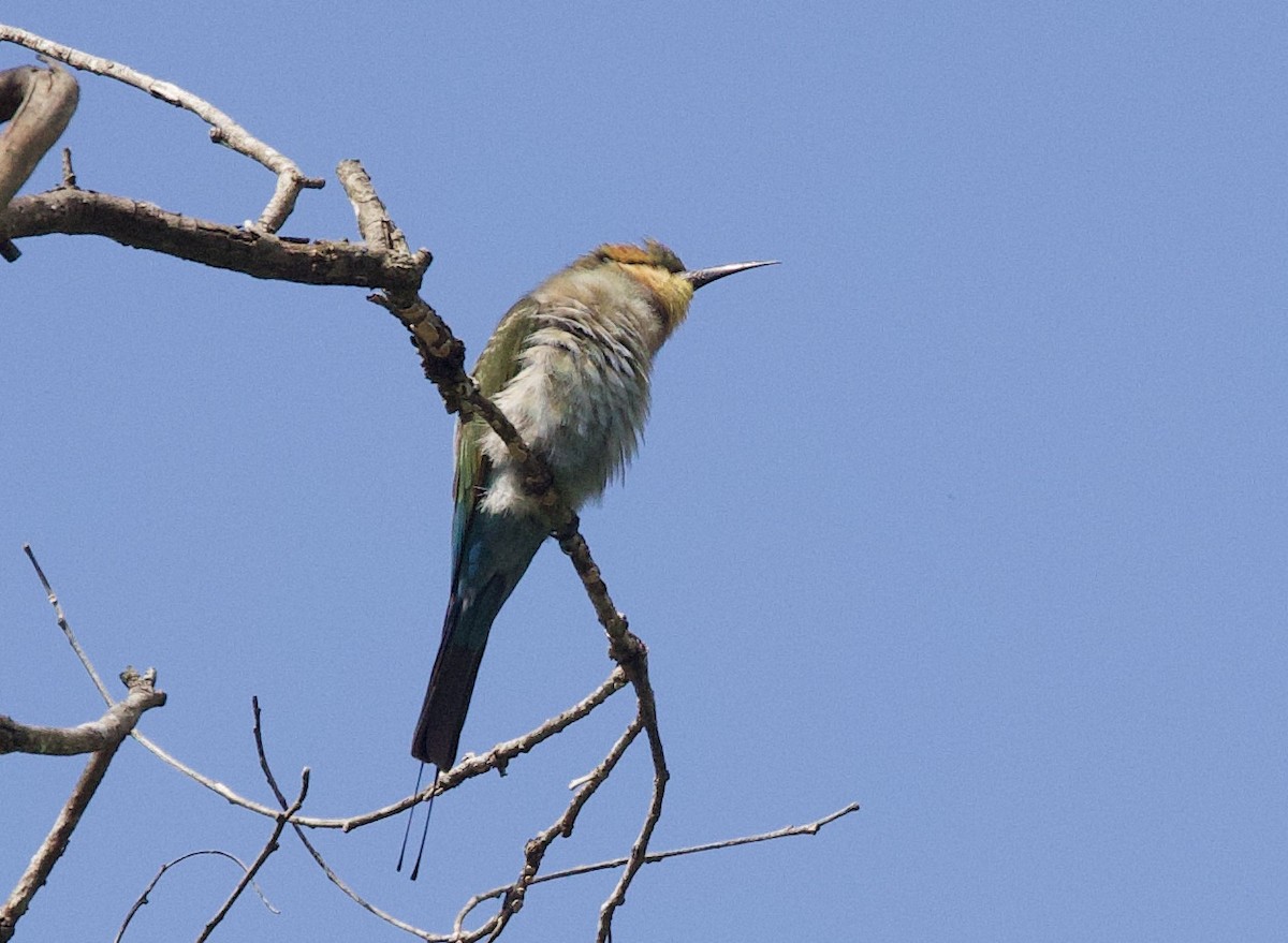 Rainbow Bee-eater - ML620873173