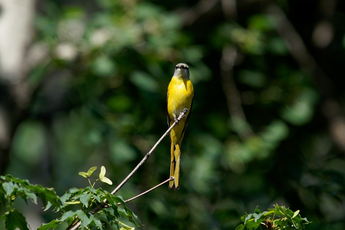 Long-tailed Minivet - ML620873175