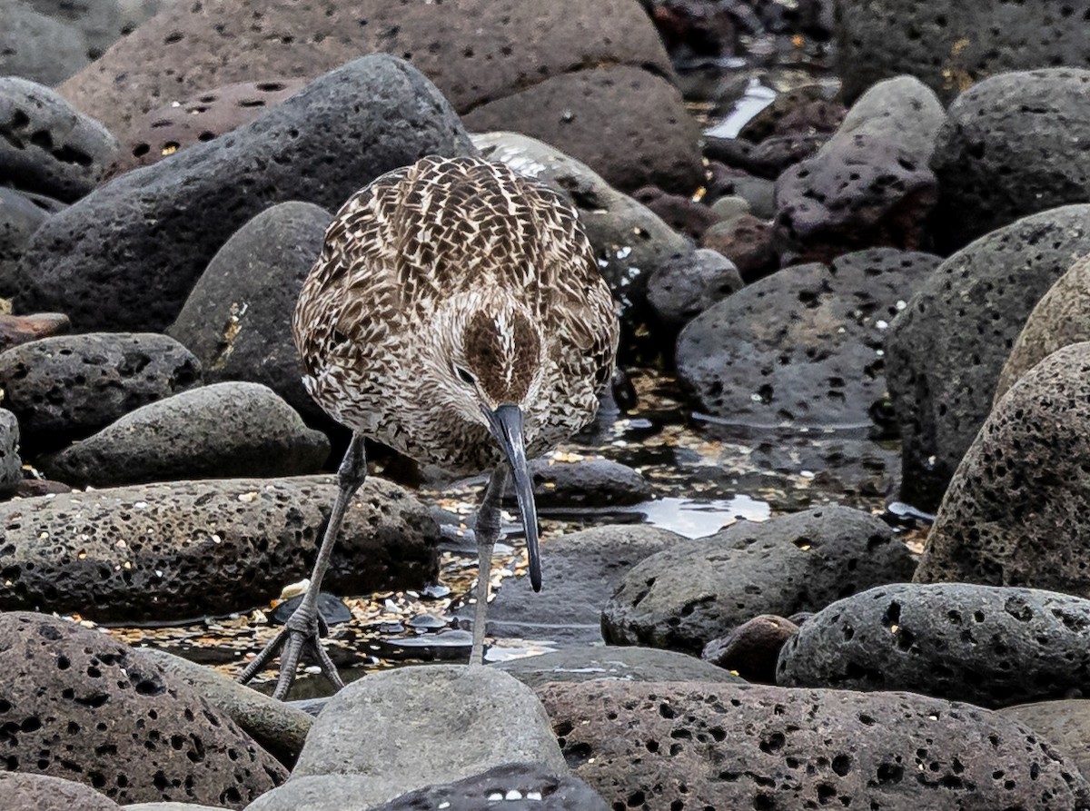 Whimbrel - ML620873180