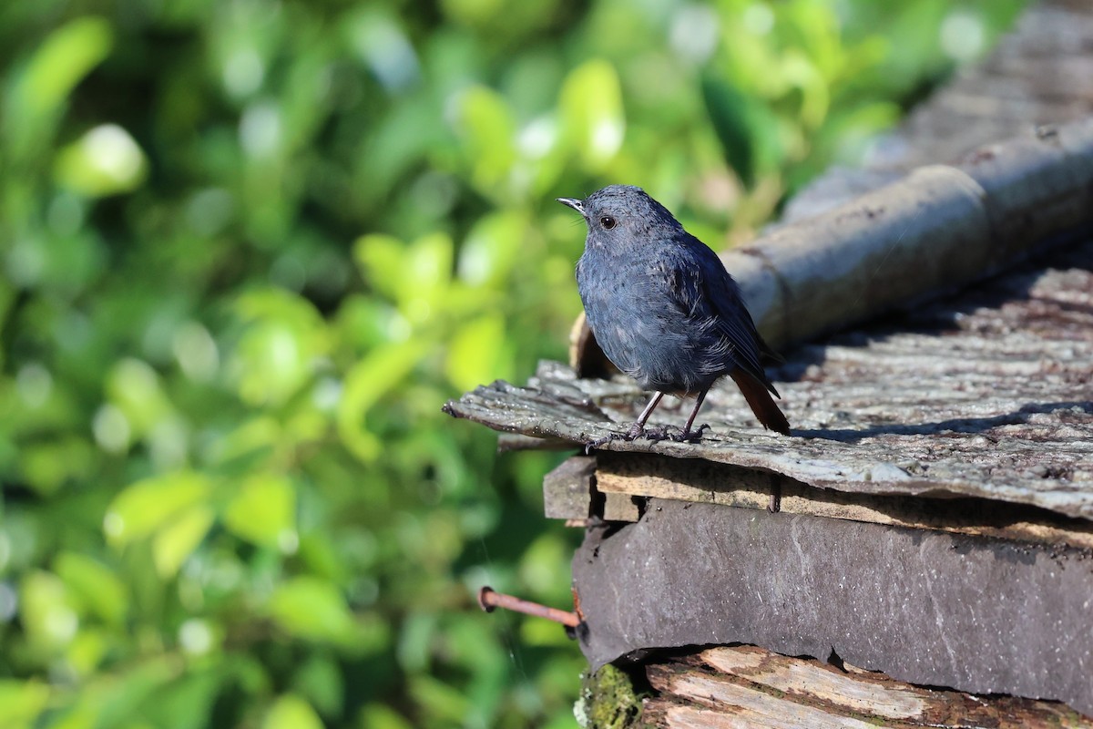 Plumbeous Redstart - ML620873186