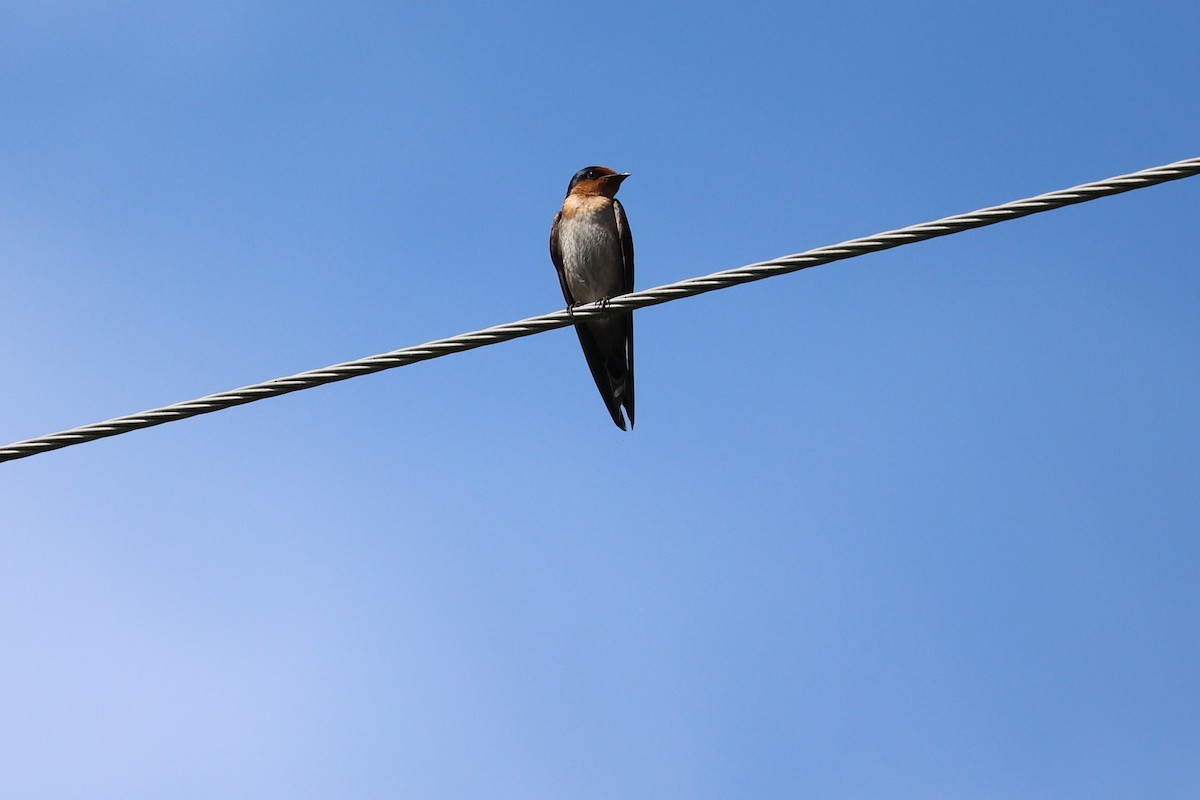 Pacific Swallow - ML620873200