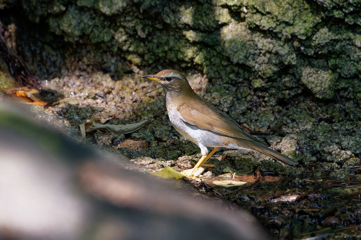 Gray-sided Thrush - ML620873202