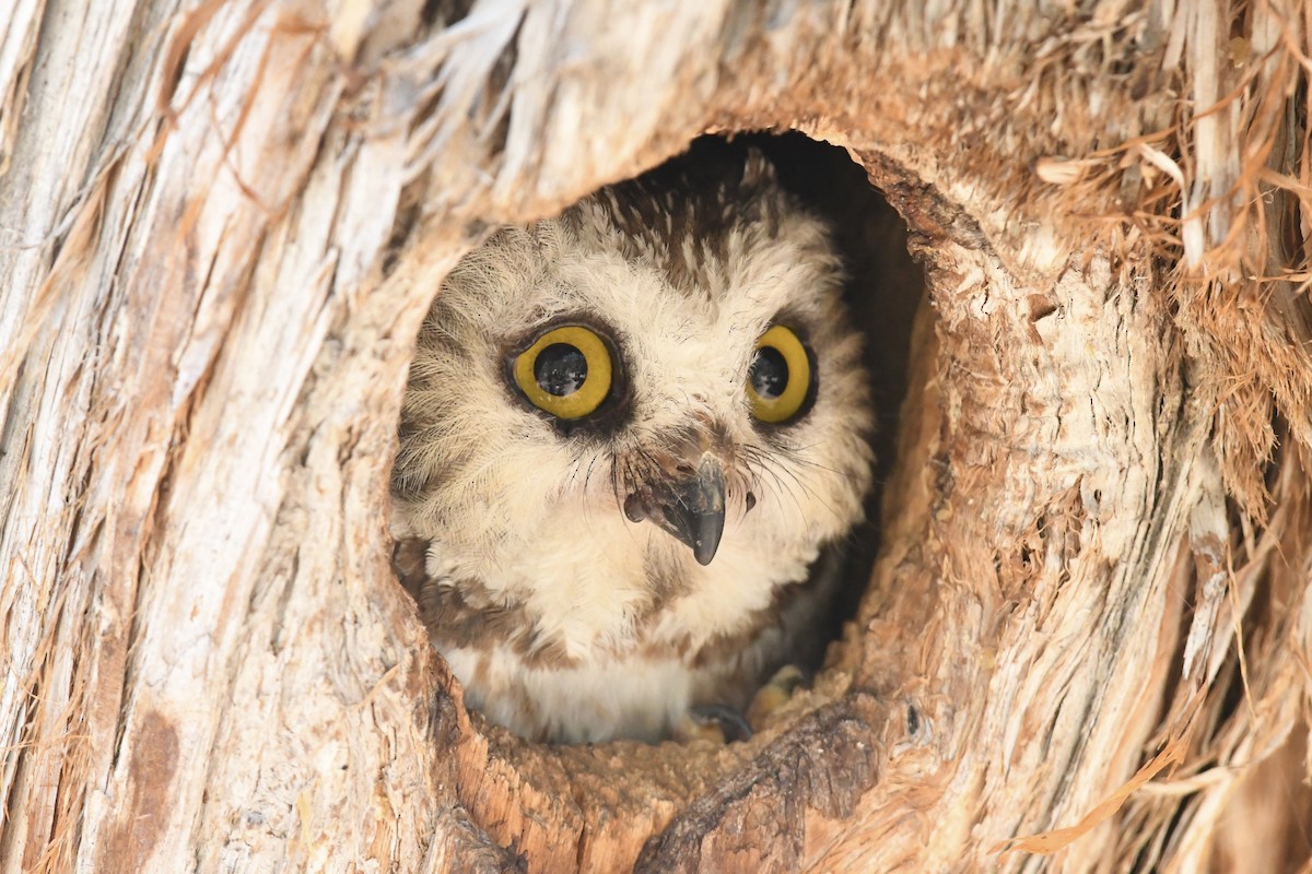 Northern Saw-whet Owl - ML620873207