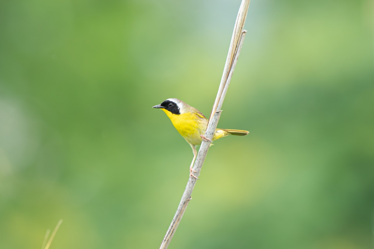 Common Yellowthroat - James Ancona