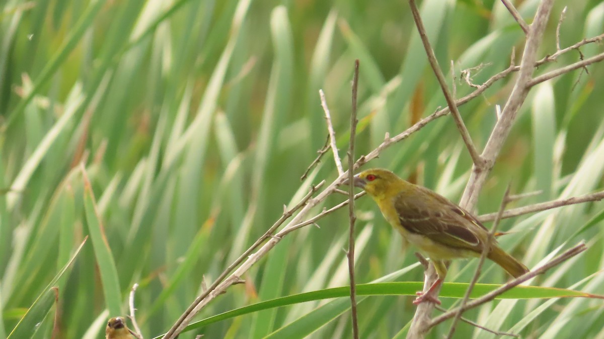 Village Weaver - EDWAR ROMERO