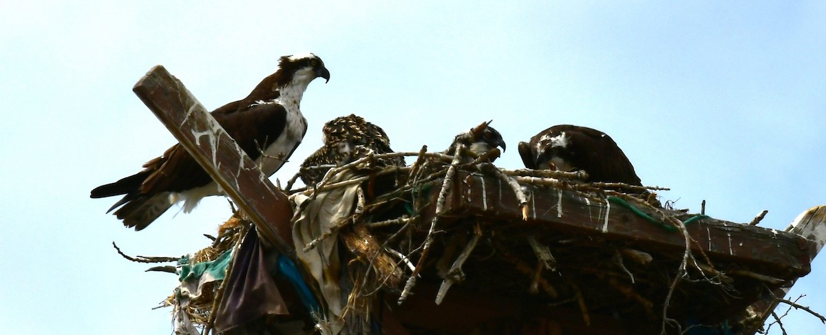 Águila Pescadora - ML620873218