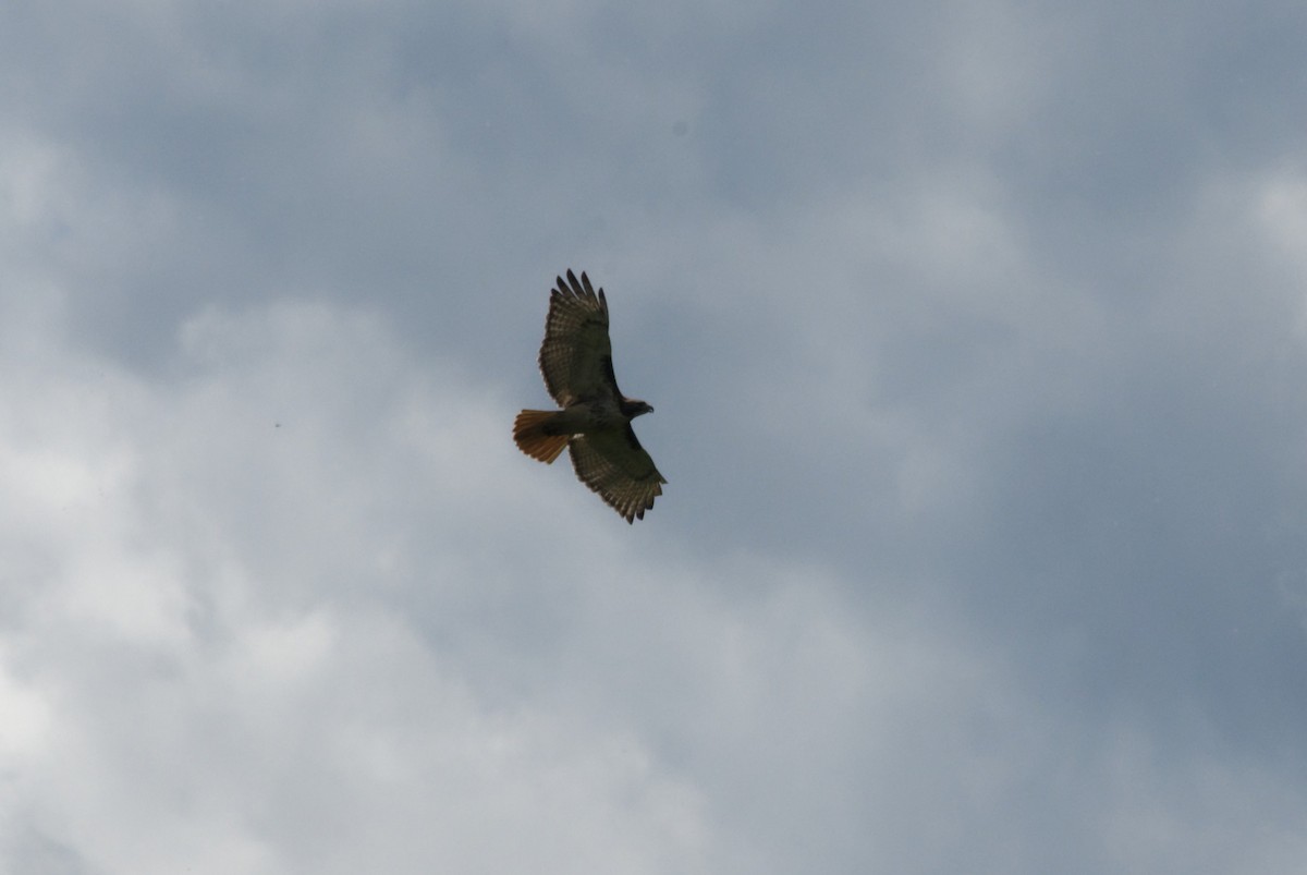 Red-tailed Hawk - ML620873225