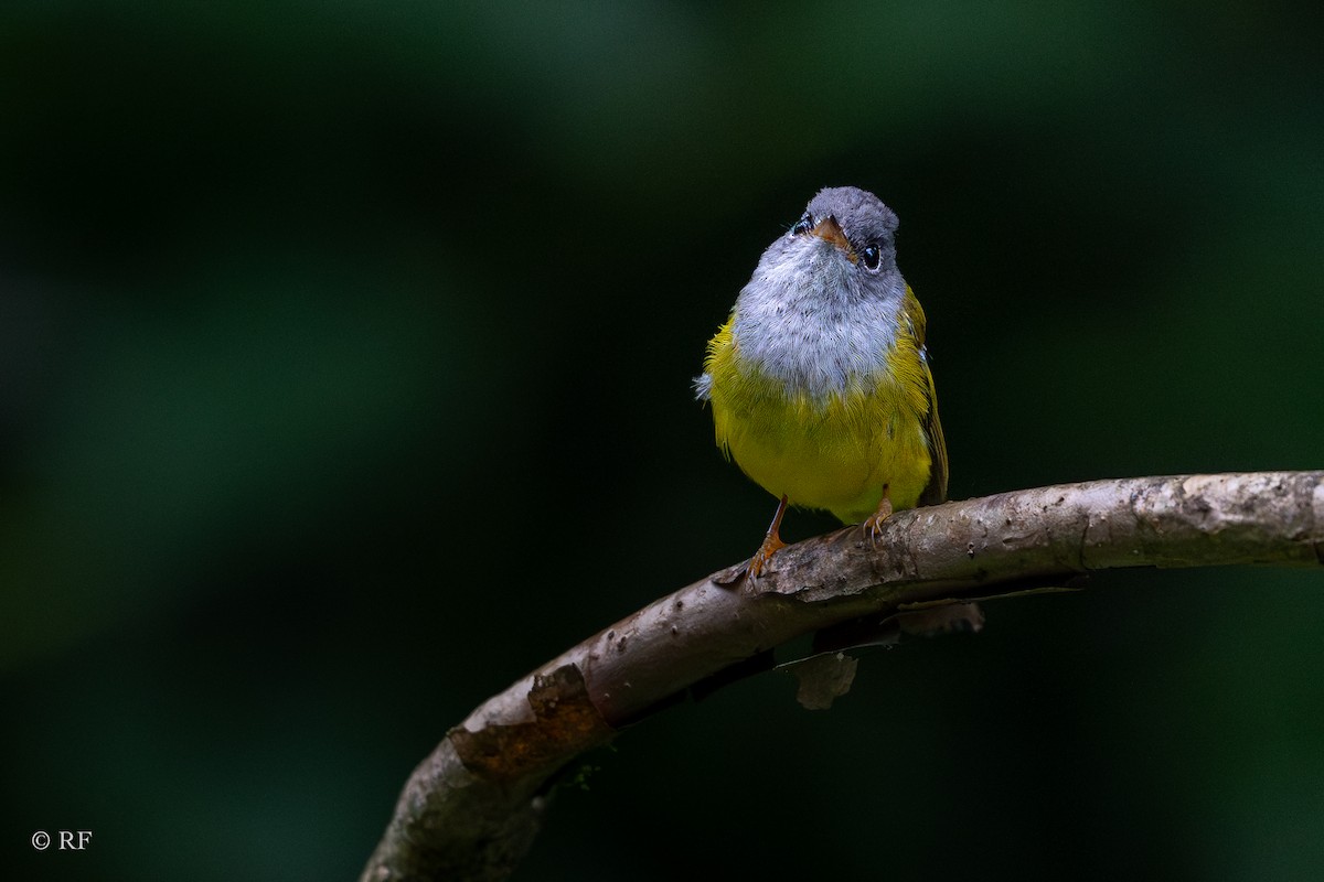 Gray-headed Canary-Flycatcher - ML620873227