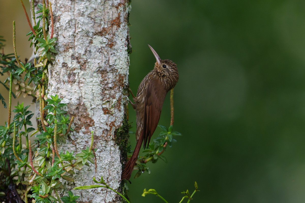 Streak-headed Woodcreeper - ML620873231