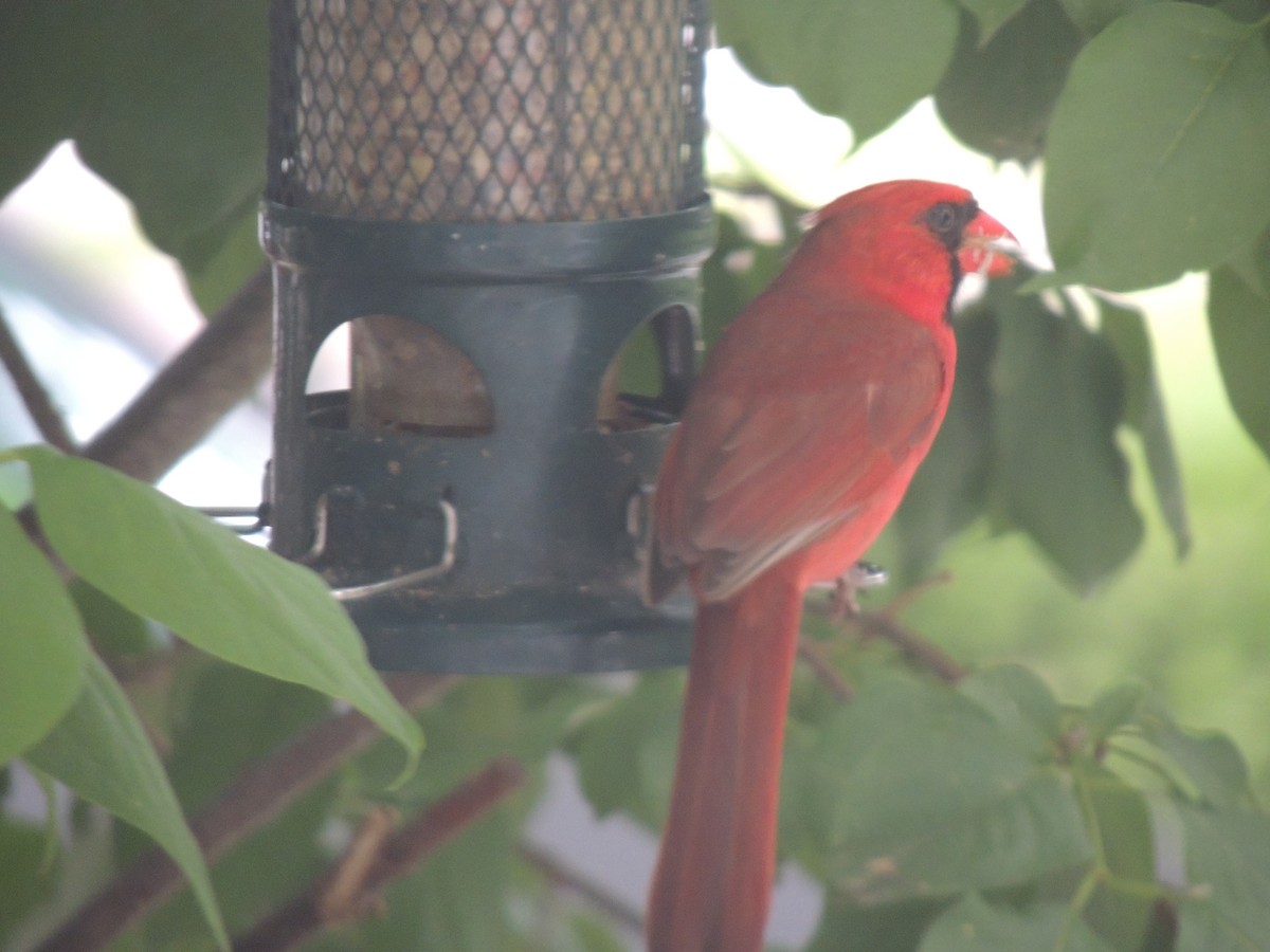 Cardenal Norteño - ML620873243