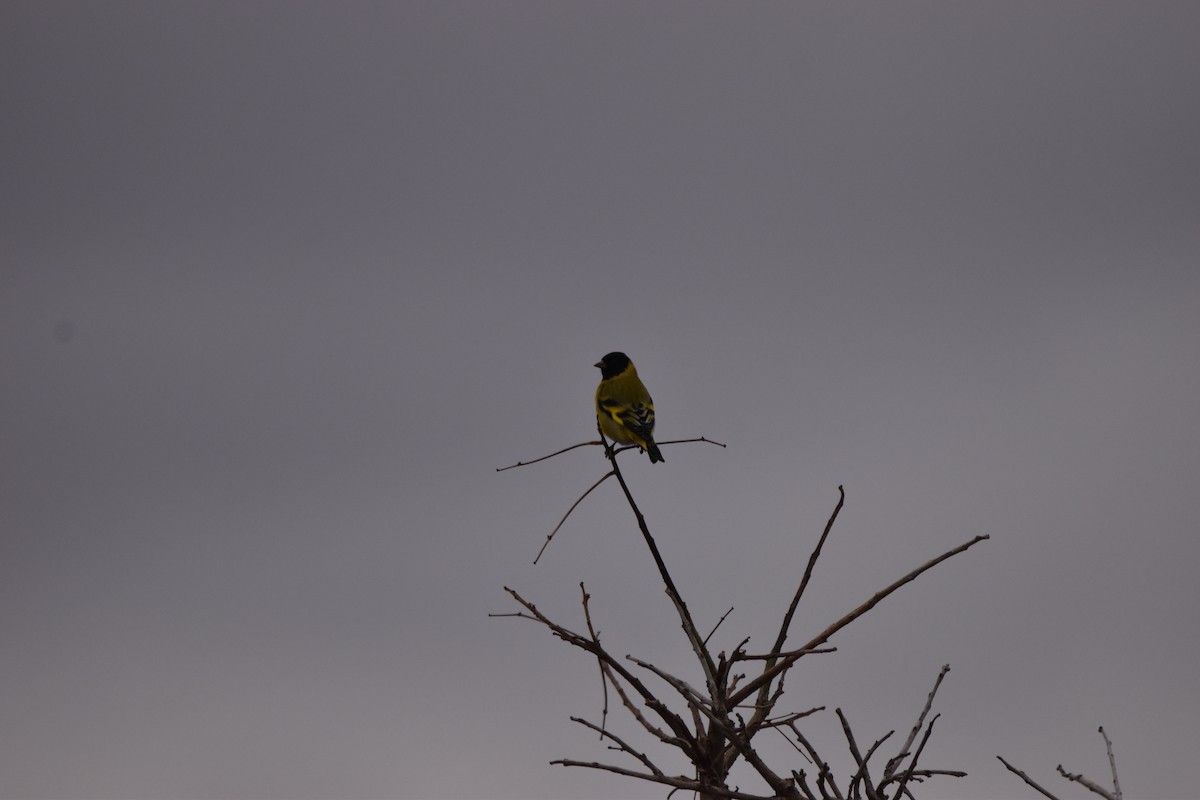 Hooded Siskin - ML620873244