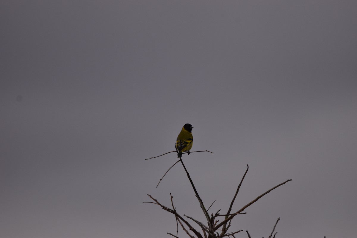 Hooded Siskin - ML620873245