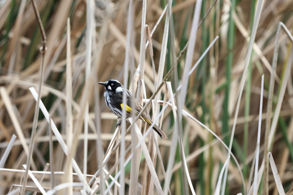 New Holland Honeyeater - ML620873246