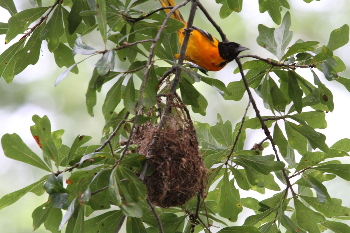 Baltimore Oriole - ML620873248