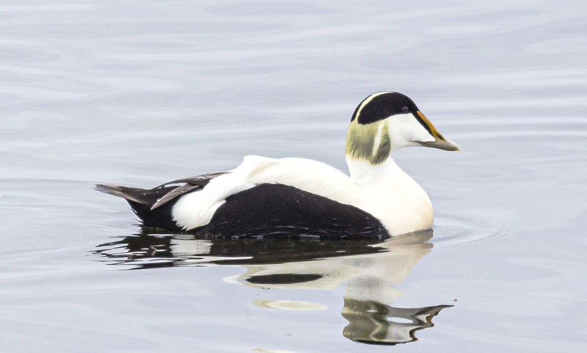 Common Eider - ML620873251