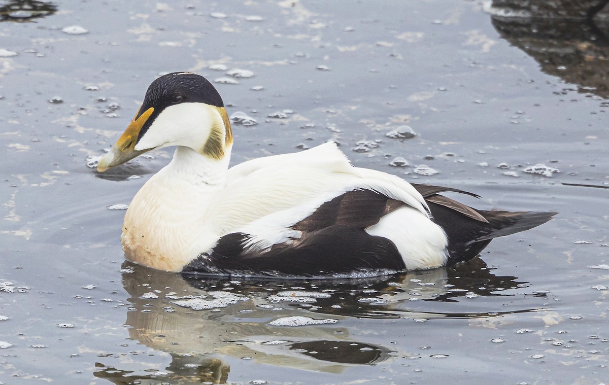 Common Eider - ML620873269