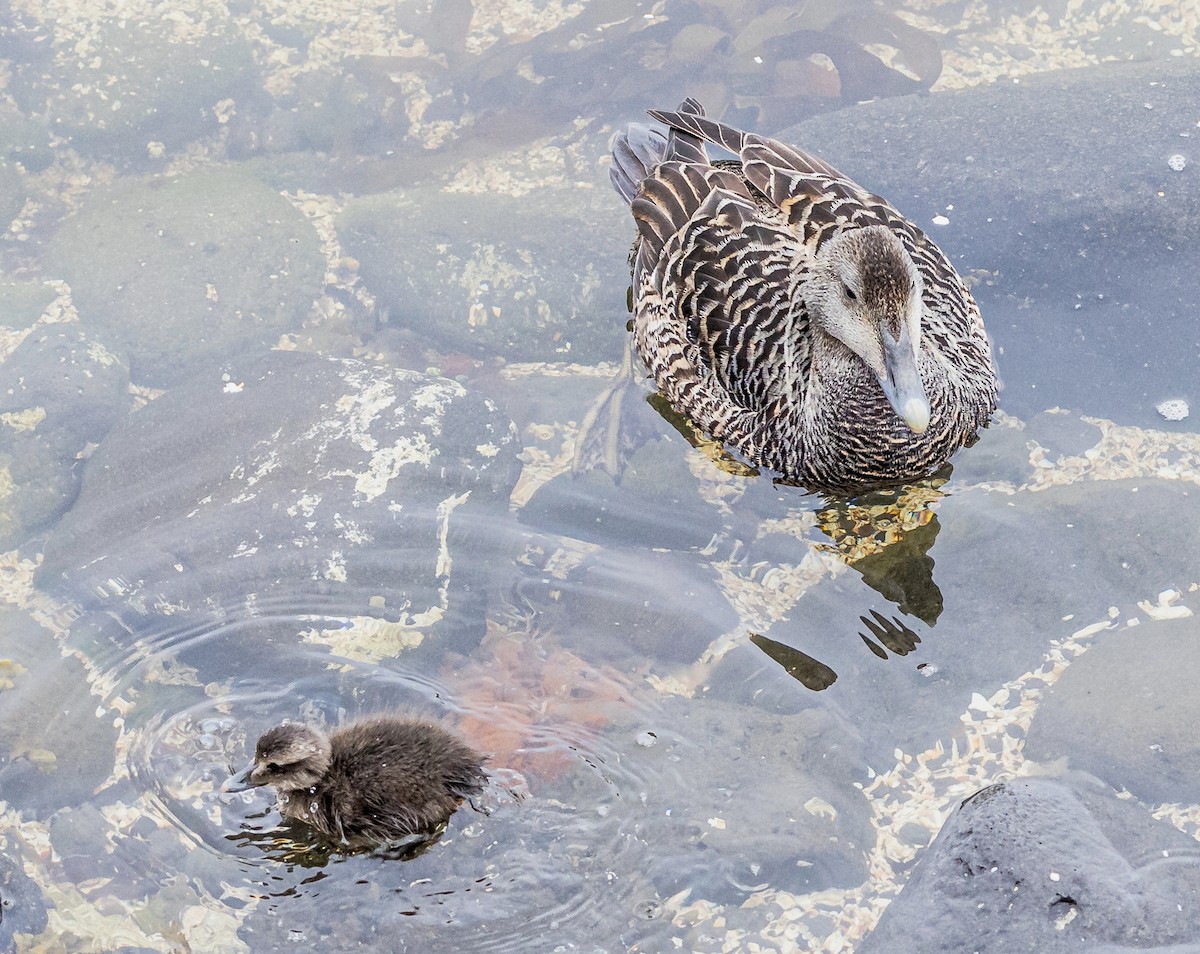 Common Eider - ML620873270