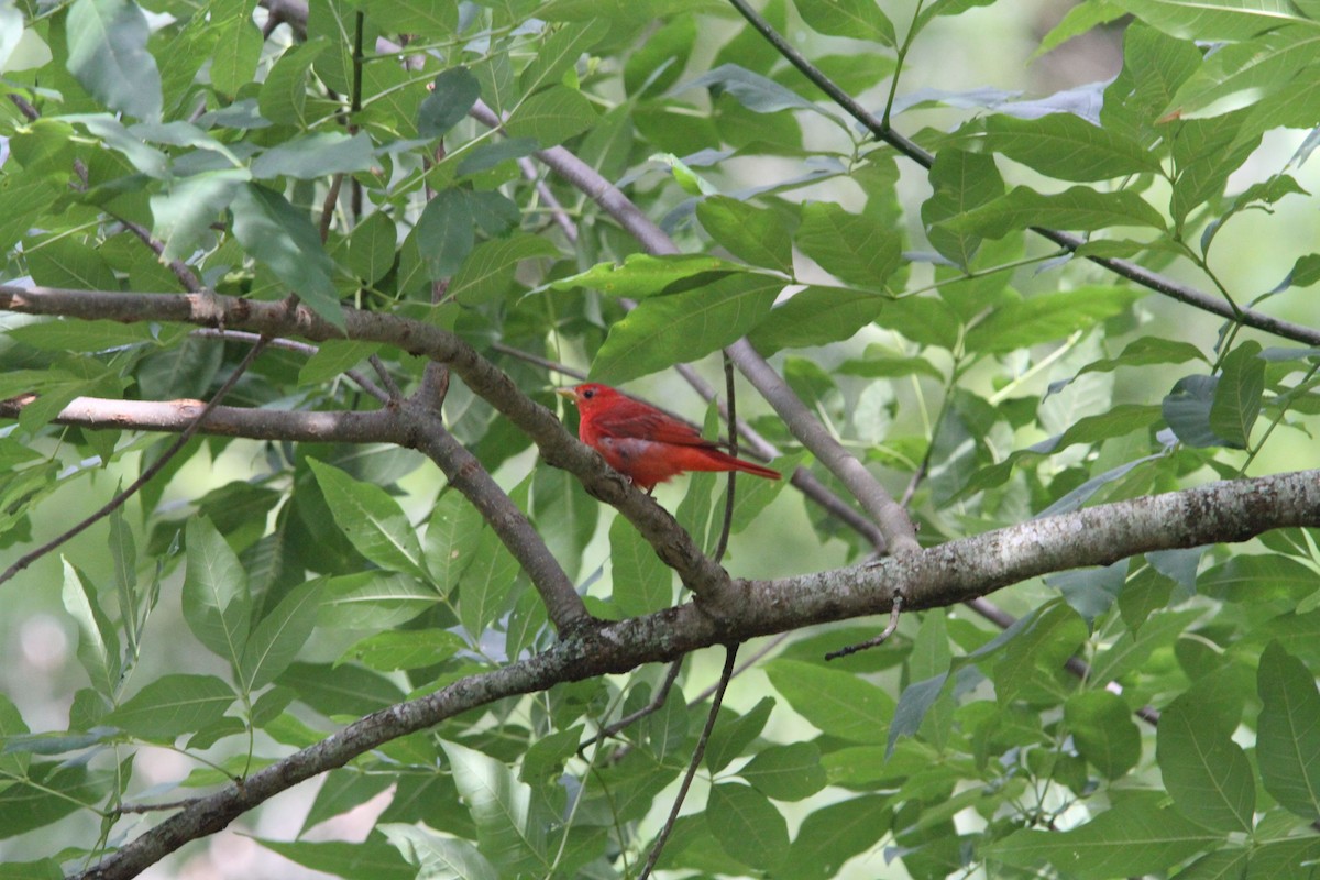 Summer Tanager - ML620873277