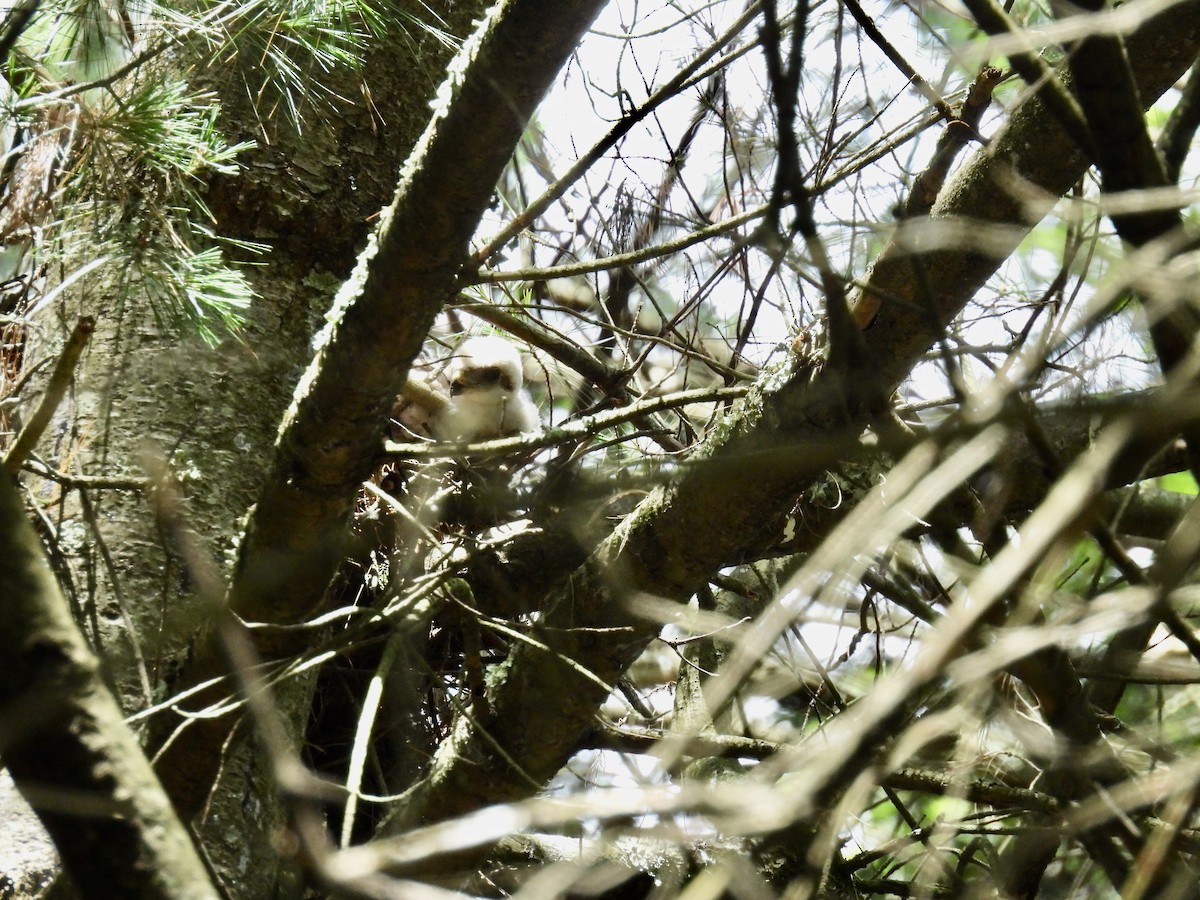 Cooper's Hawk - ML620873285