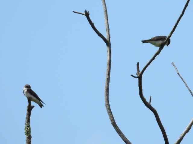 Tree Swallow - ML620873290