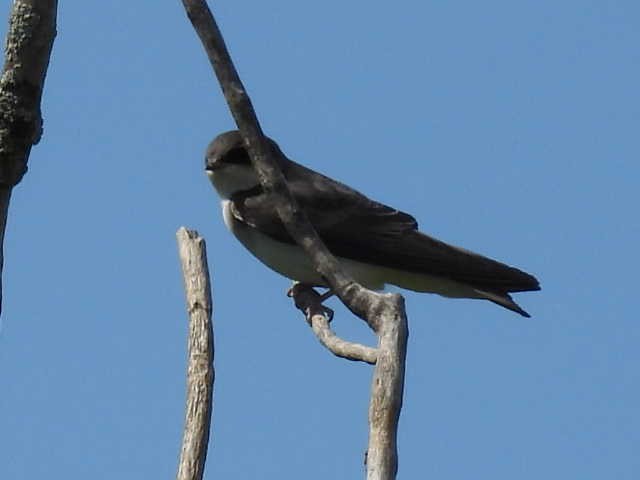 Tree Swallow - ML620873294