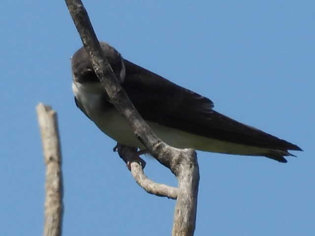 Tree Swallow - ML620873295