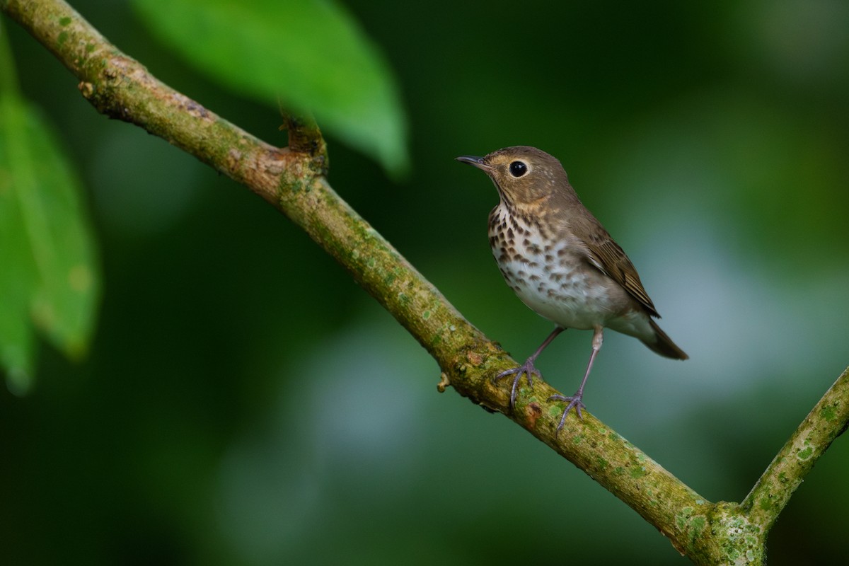 Swainson's Thrush - ML620873299