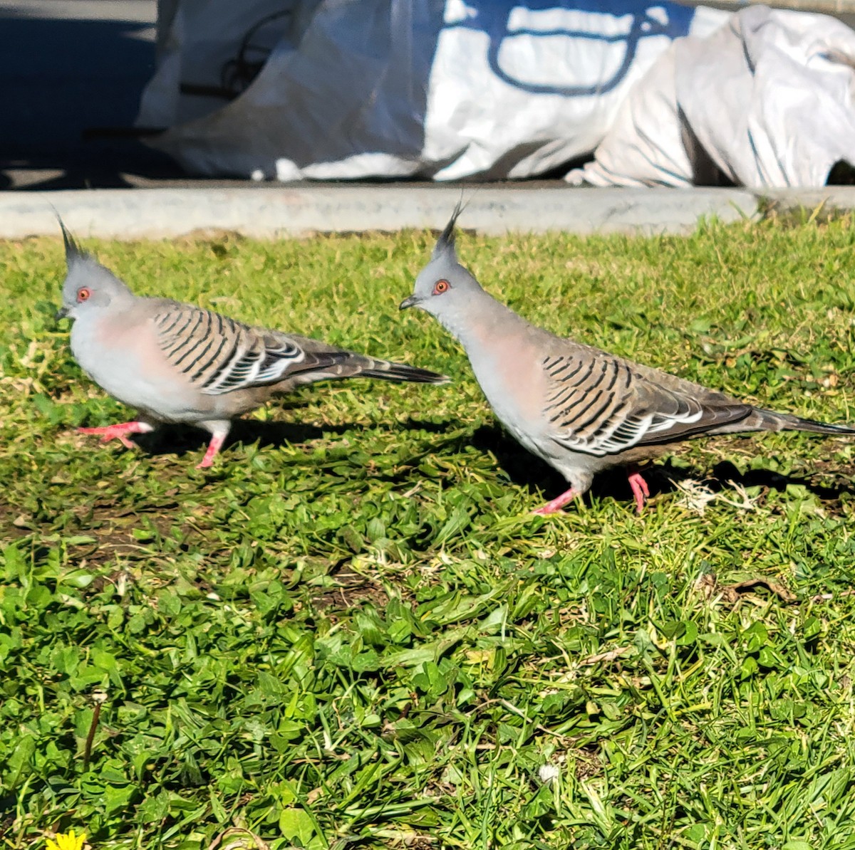 Crested Pigeon - ML620873313