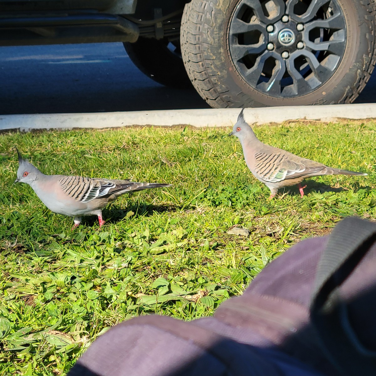 Crested Pigeon - ML620873314