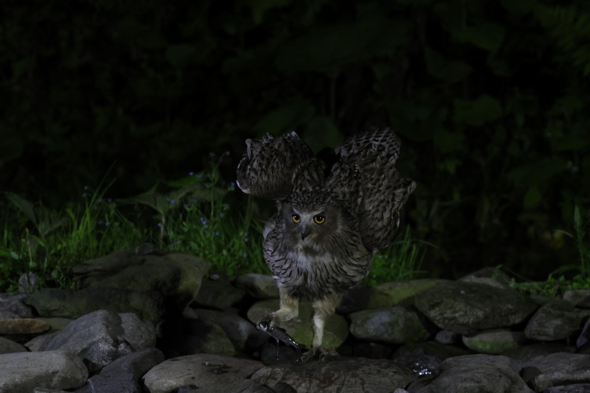 Blakiston's Fish-Owl - ML620873322