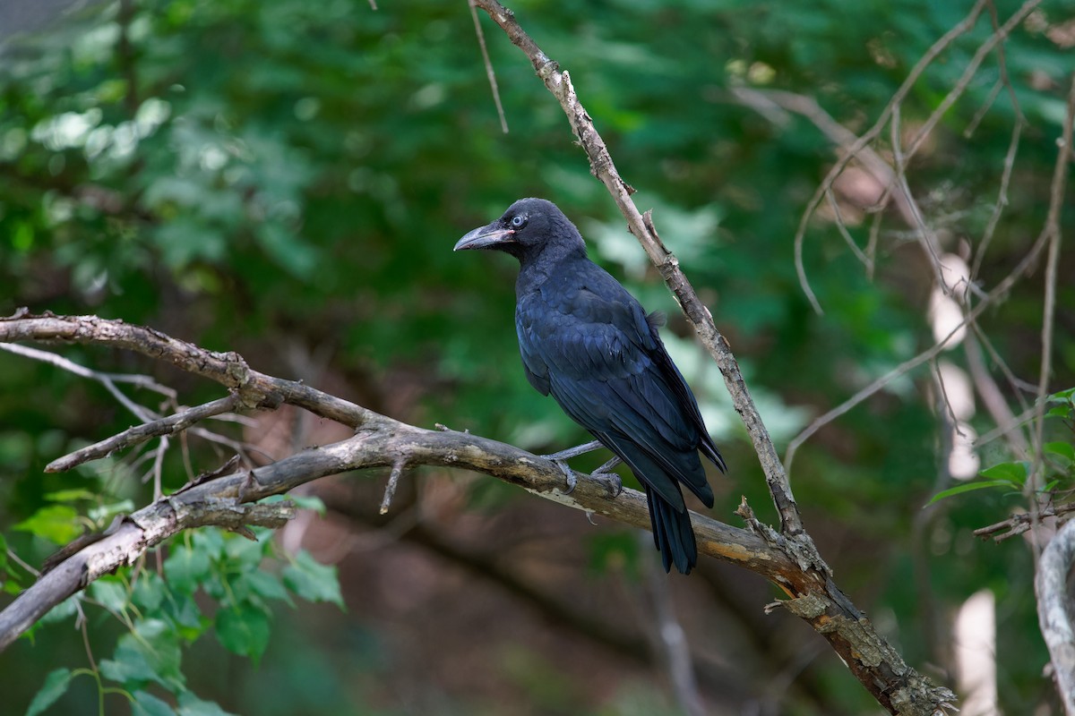 Large-billed Crow (Large-billed) - ML620873342