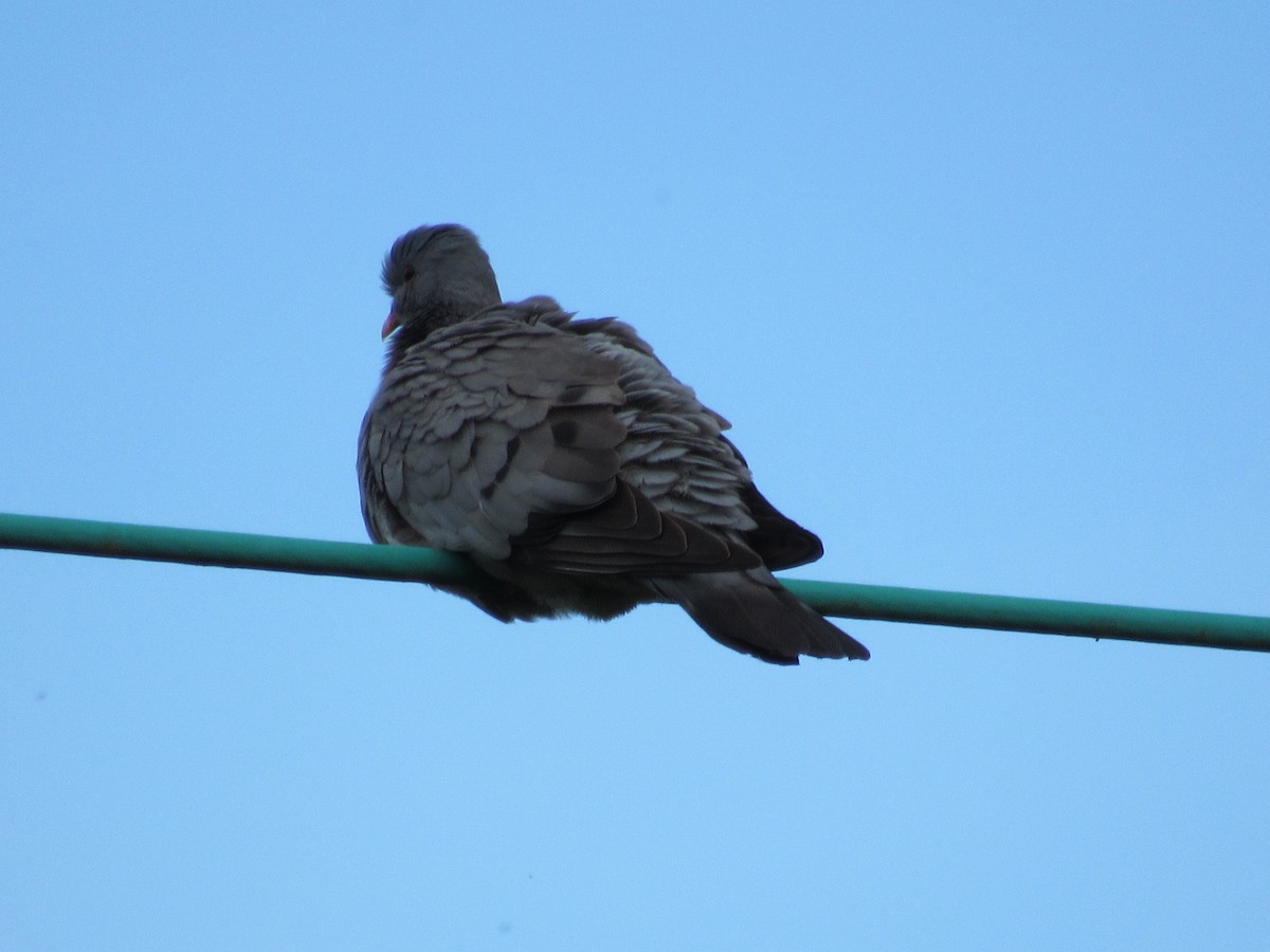 Stock Dove - Roger Hedge