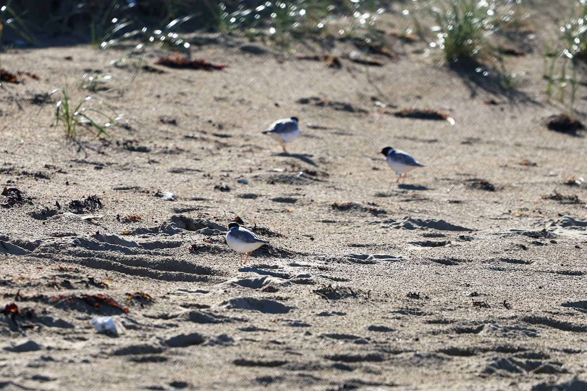 Hooded Plover - ML620873352